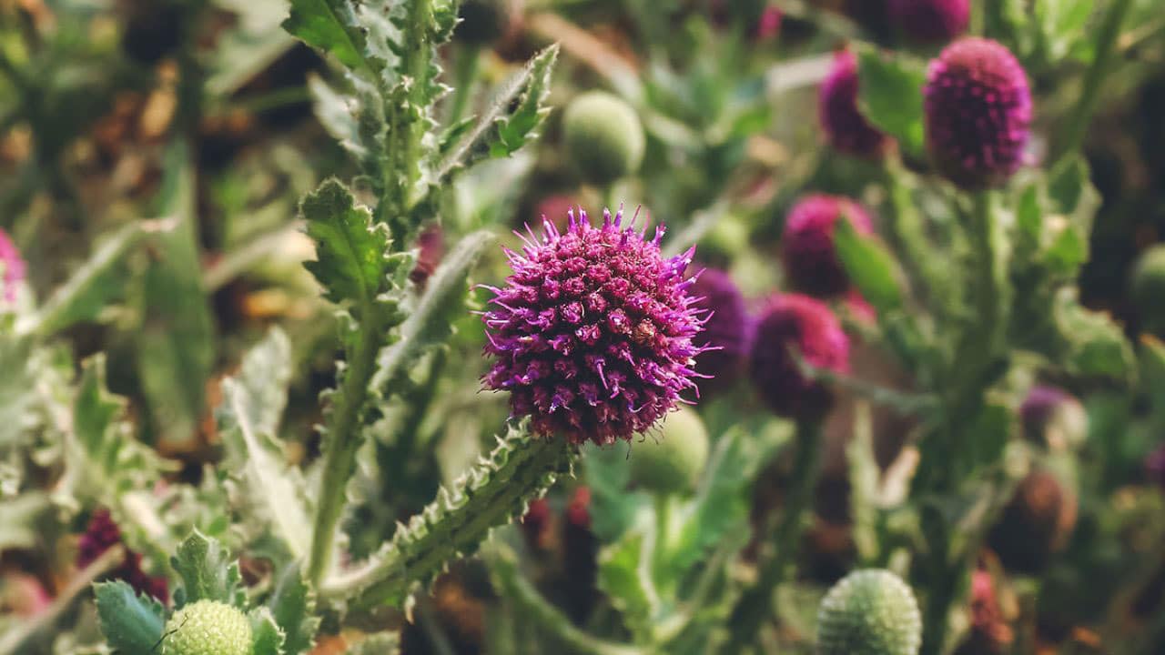 Milk Thistle Asa Andrew